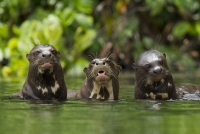La vida salvaje del Parque Nacional del Manu