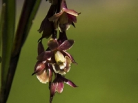 Machu Picchu: New orchids were found in the sanctuary