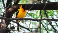 Machu Picchu y Tambopata en el Birding Rally Challenge