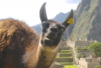Selfie in Machu Picchu