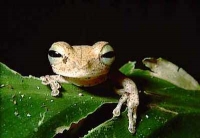 Tambopata y Manu magicas reservas naturales en Perú