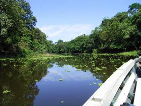 Through the magical jungle of Tambopata